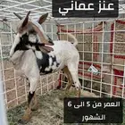 عنز عماني وتيس عماني الموقع محافظة الغاط