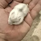 هامستر ونتر وايت (الدبدوب) للبيع