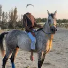 حصان شعبي للبيع