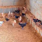 صوص بلدي