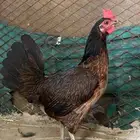 دجاجة عربية