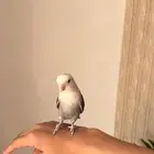 طير روز أليف