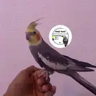 كروان نورمال الليف متكلم هدد