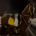 مهر شيخ معسوف