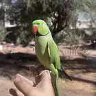 دره ذكر متلكم