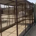 شبك حظيره دجاج وحمام