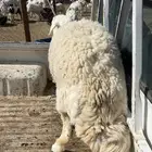 رخل حايل