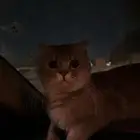 قط سكوتش ستريت