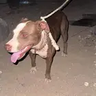 كلبة انثئ بيتبول