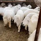 طليان حريه مناسبات وثلاجه
