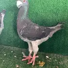 جوز هومر بيوتي