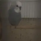 ذكر بادجي