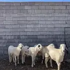 سواكني ابيض