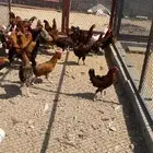 ديوك بلدي