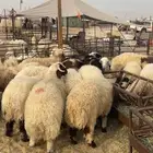 ذبايح حري نعيمي