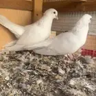 جوز صنعاني حجم صغير عداد