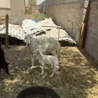 شاه متبع