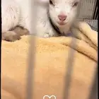 للبيع تيس قزمي