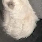 بسة للبيع