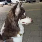 كلبه هاسكي سلاله طيبه