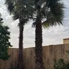 للبيع نخل واشنطانيا