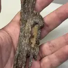 عود هندي طبيعي 100