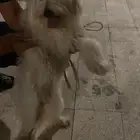 كلبة مالتيز وشيواوا نظيفة للبيع