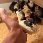 صوص بلدي فاخر