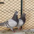 حمام للبيع شرط صحة زاجل سلفر حمام الموقع سكاكا