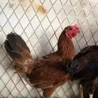 دجاج بلدي