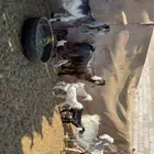 معزى متاويم