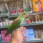 ذكر دره نيبالي