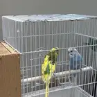 طيور الحب زوج للبيع