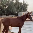 2 حصان للبيع شعبيات