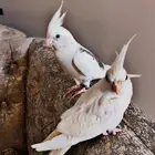 جوز كروان هولندي أليف متكلم