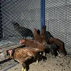 دجاج باكستاني فاخر من الأخر