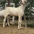 مشروع تيس بيشي ( ابرص)