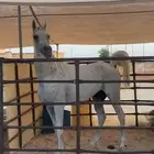 السلام عليكم اعرض لكم حصان واهو