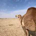 قعود باقي له شهرين تقريبا ويصير لقي