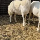 شاه ثنيه دافع