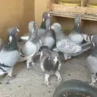 حمام ابلق سوري