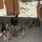 دجاج عربي افرق