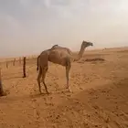 بكره على مطرب سعيد