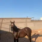 مهر للبدل