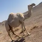 ناقه لقحه كفو