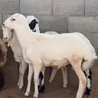 ذبايح رفيد مغلقه