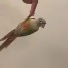 كنيور للبيع