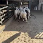 سواكن مرابي البيع تفريد و جمله