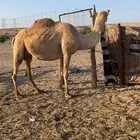 نياق ملاقي للبيع