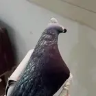 وكر ودس واشياء اكثر